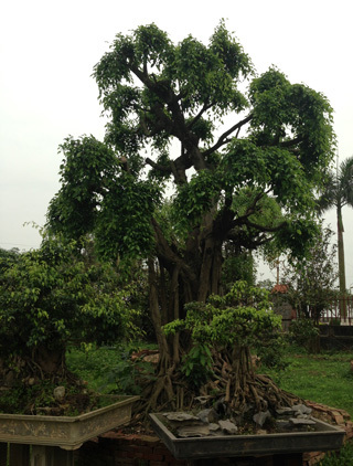 cây cảnh, đại gia