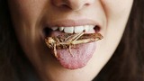 LHQ kêu gọi ăn côn trùng để chống lại nạn đói