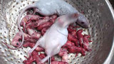 Săn chuột bao tử để tăng sinh lực cho quý ông