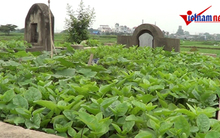 Kinh hoàng cảnh trồng rau sạch trên mộ ở Thủ đô