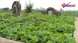 Kinh hoàng cảnh trồng rau sạch trên mộ ở Thủ đô
