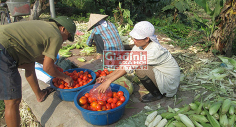 chủ nợ, lên voi xuống chó, đại gia, chấn động, vỡ nợ, Nguyễn Thị Cúc, tín dụng đen