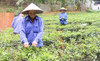 Kỳ lạ "xã không chồng"