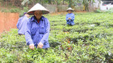 Kỳ lạ "xã không chồng"