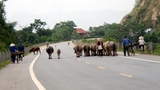 Trâu bò “hành quân” trên đường cao tốc