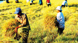 Lương 'sếp' Công ty lương thực nhà nước: 200 tấn lúa