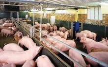 Bi kịch nông dân làm thuê cho 'đại gia' chăn nuôi