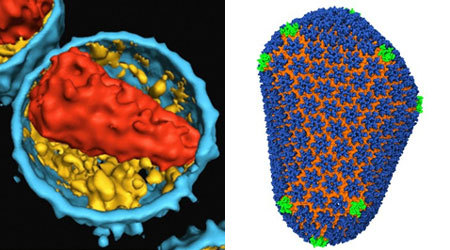 Gia đình - Lần đầu giải mã được cấu trúc bên trong virus HIV (Hình 2).