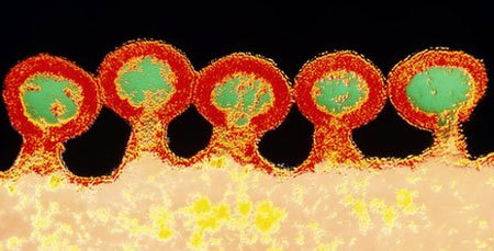 Gia đình - Lần đầu giải mã được cấu trúc bên trong virus HIV