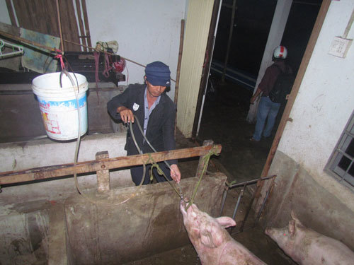 "Công nghệ tăng trọng” heo thịt bằng nước bẩn - VietNamNet