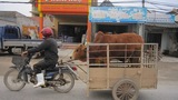Xe máy kéo bò ngang nhiên diễu phố