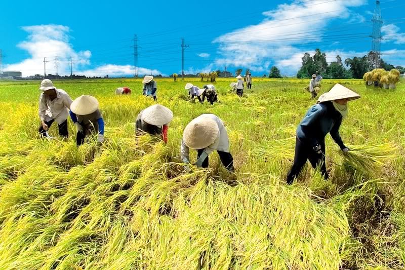 nông nghiệp, chất vấn quốc hội, được mùa mất giá, xuất khẩu lúa gạo, bộ trưởng Cao Đức Phát
