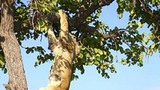 Sư tử cũng biết leo cây như báo
