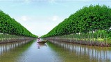 Tỉnh Cà Mau có thể biến mất trong vài thập kỷ tới?