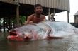 Đập thủy điện sẽ làm cá tra sông Mekong tuyệt chủng