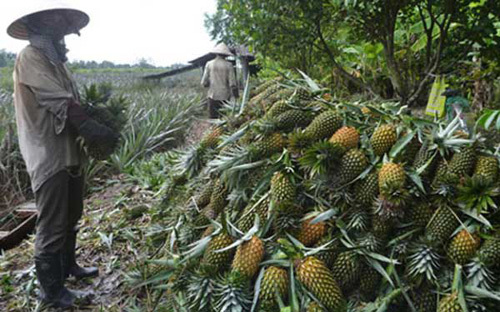 dứa, thương lái, Trung Quốc, thu mua