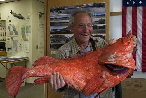 cá khổng lồ, 200 tuổi, cá quân, Alaska