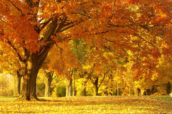 NTO  Giải mã bí ẩn mùa thu lá rơi vàng