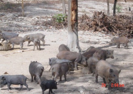 lợn rừng, thịt sạch, thực phẩm