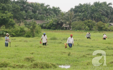 Cổ Nhuế, đỉa, săn đỉa, bắt đỉa, thương lái, Trung Quốc, làm thuốc