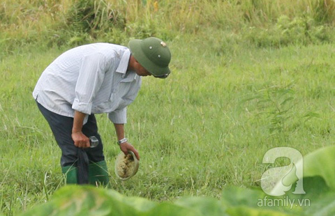 Cổ Nhuế, đỉa, săn đỉa, bắt đỉa, thương lái, Trung Quốc, làm thuốc