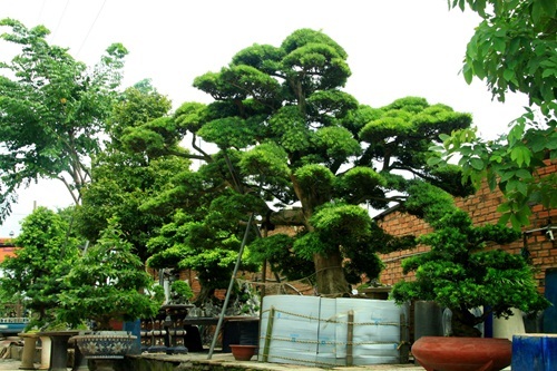 đại gia, Sài Gòn, tiền tỷ, cây tùng, cây cảnh, vạn niên, Phàn Xuân Thôn