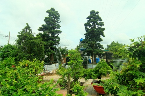 đại gia, Sài Gòn, tiền tỷ, cây tùng, cây cảnh, vạn niên, Phàn Xuân Thôn