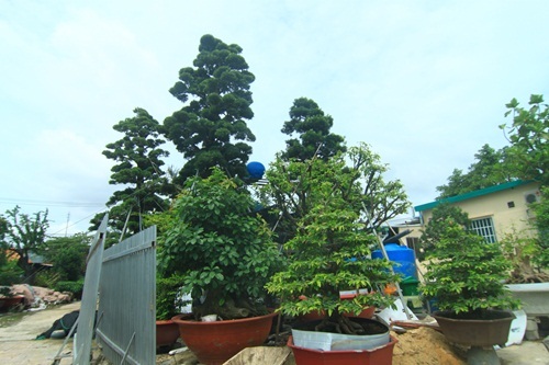 đại gia, Sài Gòn, tiền tỷ, cây tùng, cây cảnh, vạn niên, Phàn Xuân Thôn
