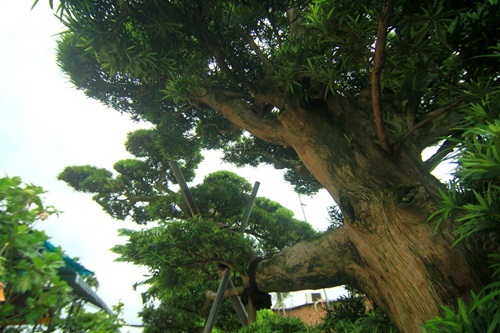 đại gia, Sài Gòn, tiền tỷ, cây tùng, cây cảnh, vạn niên, Phàn Xuân Thôn