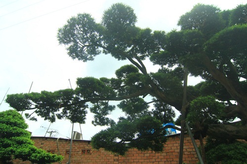 đại gia, Sài Gòn, tiền tỷ, cây tùng, cây cảnh, vạn niên, Phàn Xuân Thôn