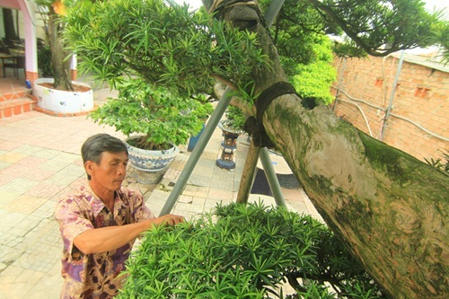 đại gia, Sài Gòn, tiền tỷ, cây tùng, cây cảnh, vạn niên, Phàn Xuân Thôn