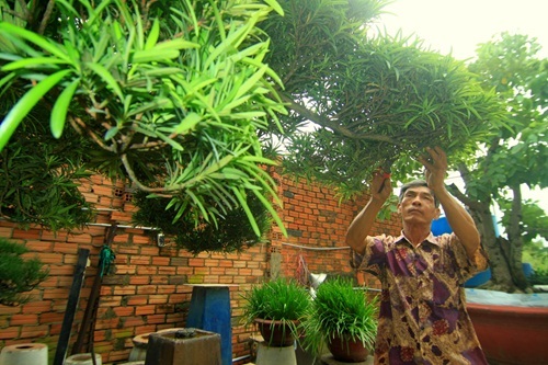 đại gia, Sài Gòn, tiền tỷ, cây tùng, cây cảnh, vạn niên, Phàn Xuân Thôn