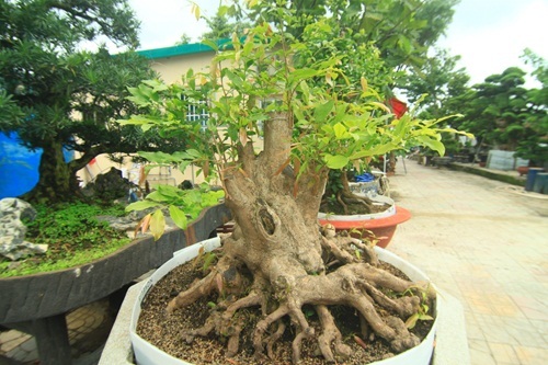 đại gia, Sài Gòn, tiền tỷ, cây tùng, cây cảnh, vạn niên, Phàn Xuân Thôn
