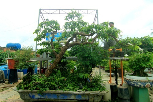 đại gia, Sài Gòn, tiền tỷ, cây tùng, cây cảnh, vạn niên, Phàn Xuân Thôn