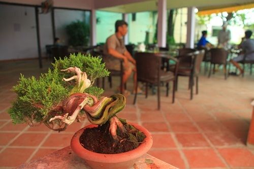 đại gia, Sài Gòn, tiền tỷ, cây tùng, cây cảnh, vạn niên, Phàn Xuân Thôn