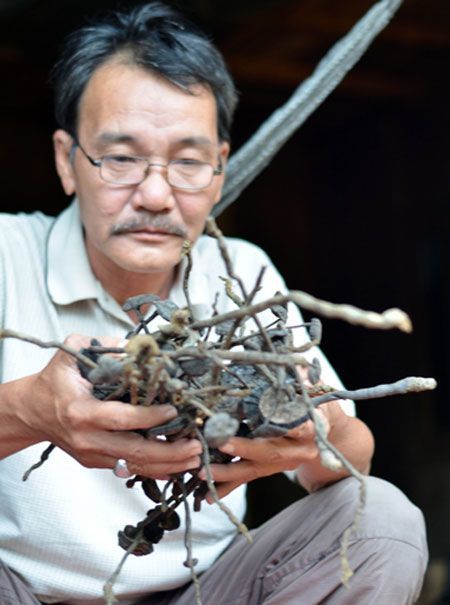 Thương lái Trung Quốc lùng mua nấm độc