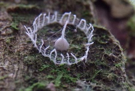 Phát hiện cấu trúc bí ẩn trong rừng Amazon