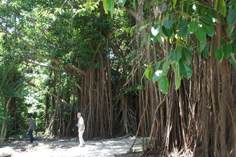 khu rừng, cây cổ thụ, Việt Nam, Hải Phòng