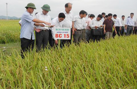 Giống cây trồng, chuyển nhượng bản quyền giống cây, bản quyền nông nghiệp, cây trồng, nông nghiệp