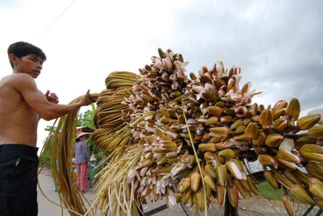 Sang Campuchia hái súng dài 5 -7 mét bán tiền triệu