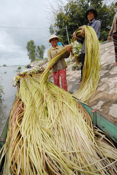 Sang Campuchia hái súng dài 5 -7 mét bán tiền triệu