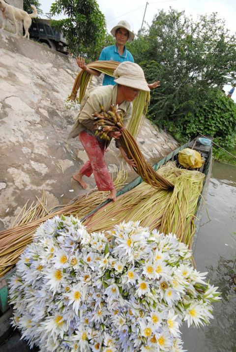 Sang Campuchia hái súng dài 5 -7 mét bán tiền triệu