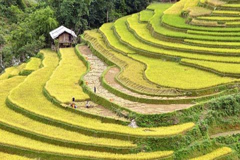 Mù Cang Chải, lúa chín, ruộng bậc thang, mùa gặt