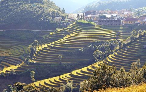 Mù Cang Chải, lúa chín, ruộng bậc thang, mùa gặt