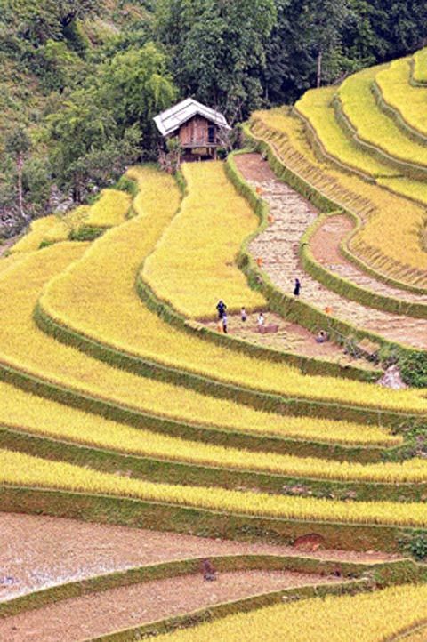 Mù Cang Chải, lúa chín, ruộng bậc thang, mùa gặt