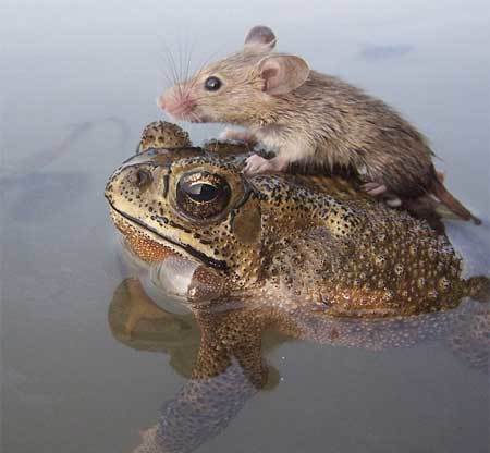 mice carrying the frog, hand 'chivalrous', drowned, rescued