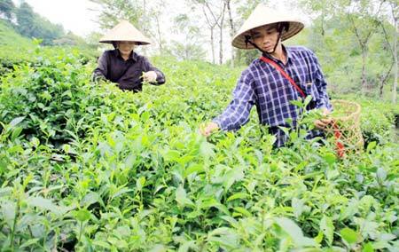 150 doanh nghiệp, chè Việt , nhập khẩu, shan tuyết