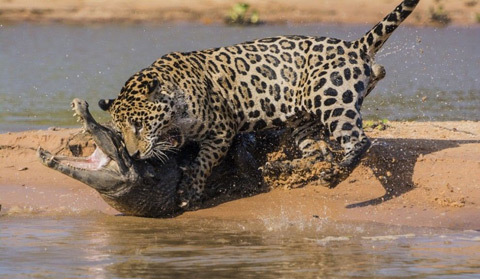 Tâm điểm tuần: Quái vật mực khổng lồ dạt vào bờ biển