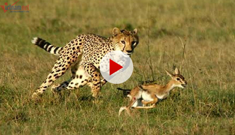 Tâm điểm tuần: Quái vật mực khổng lồ dạt vào bờ biển