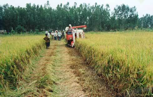 Trần Ngọc Sương, Nông trường Sông Hậu